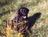 Labrador Retriever Foto: jessy, 11 jahre (ID 10028) Labrador Retriever Hund
