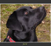 Labrador Retriever Foto: Joy (ID 30631) Labrador Retriever Hund