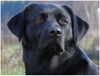 Labrador Retriever Foto: Joy (ID 30632) Labrador Retriever Hund