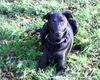 Labrador Retriever Foto: Tim Labbi-Dalmatiner-Windhund-Mix 4 Jahre (ID 26603) Labrador Retriever Hund