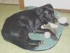 Labrador Retriever Foto: Mandy und Hase (ID 24057) Labrador Retriever Hund