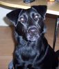 Labrador Retriever Foto: mein Hund (ID 35459) Labrador Retriever Hund