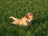 Labrador Retriever Foto: Kira übt kriechen...................... (ID 35411) Labrador Retriever Hund