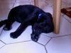 Labrador Retriever Foto: klein uskan (ID 29874) Labrador Retriever Hund