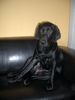 Labrador Retriever Foto: Schnell...schalte den Fernseher ein! (ID 12624) Labrador Retriever Hund