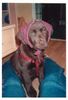 Labrador Retriever Hund