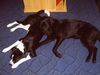 Labrador Retriever Foto: zwei schmusebacken (ID 23167) Labrador Retriever Hund