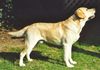 Labrador Retriever Foto: das ist unser Hund Buddy!! er möchte soooo... gerne mal Papa werden.. (ID 7862) Labrador Retriever Hund