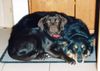 Labrador Retriever Foto: Hier kommt keiner vorbei !!!! (ID 6770) Labrador Retriever Hund