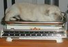 Labrador Retriever Foto: labrador retriever-10 tage alt,und schon sooooooo schwer!!!! (ID 6354) Labrador Retriever Hund