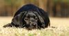 Labrador Retriever Foto: labradorwelpe (ID 21102) Labrador Retriever Hund