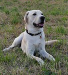 Labrador Retriever Hund