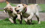 Labrador Retriever Hund