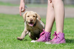 Labrador Retriever Hund