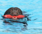 Labrador Retriever Hund