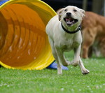 Labrador Retriever Foto: Labrador Jundhund beim Training (ID 47095) Labrador Retriever Hund