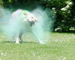 Labrador Retriever Hund