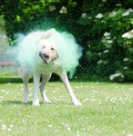 Labrador Retriever Hund