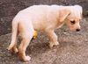 Labrador Retriever Foto: Lady als Baby (ID 22896) Labrador Retriever Hund
