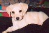 Labrador Retriever Foto: Lady 6 oder 11 Wochen alt (ID 22894) Labrador Retriever Hund