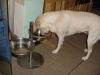 Labrador Retriever Foto: Lady - Mahlzeit (ID 27790) Labrador Retriever Hund
