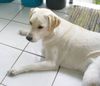 Labrador Retriever Foto: Hallo ich bin die kleine LADY,wollt ihr mehr von mir wissen,dann besucht meine Hundewelt - HP (ID 18798) Labrador Retriever Hund