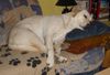 Labrador Retriever Foto: Lady schläft........ (ID 27786) Labrador Retriever Hund
