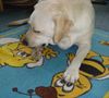 Labrador Retriever Foto: Lady mit Kau-schnuller (ID 22893) Labrador Retriever Hund