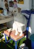 Labrador Retriever Hund