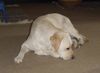Labrador Retriever Foto: Lady ist müde (ID 22885) Labrador Retriever Hund