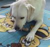 Labrador Retriever Foto: Lady (ID 27791) Labrador Retriever Hund