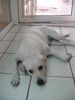 Labrador Retriever Hund