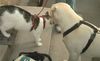 Labrador Retriever Hund