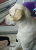 Labrador Retriever Hund