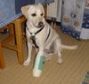 Labrador Retriever Foto: Lady hatte sich eine Zehe gebrochen,das Beinchen wurde mit einer Schiene stillgelegt. (ID 27785) Labrador Retriever Hund
