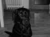 Labrador Retriever Foto: Unsere süße Maus (ID 8601) Labrador Retriever Hund