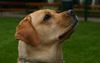Labrador Retriever Foto: meine Lara - aufmerksam wie immer (ID 29772) Labrador Retriever Hund