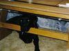 Labrador Retriever Hund
