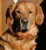Labrador Retriever Foto: TOPAS Nahaufnahme (ID 43679) Labrador Retriever Hund