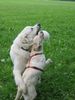 Labrador Retriever Foto: Aureka und ihr grosser Freund Perry (ID 7564) Labrador Retriever Hund