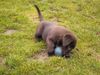 Labrador Retriever Hund