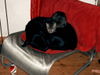 Labrador Retriever Foto: Babe und Sunny (ID 32948) Labrador Retriever Hund
