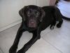 Labrador Retriever Hund
