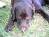Labrador Retriever Hund