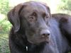Labrador Retriever Hund