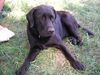 Labrador Retriever Hund