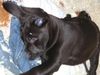 Labrador Retriever Hund