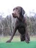 Labrador Retriever Hund