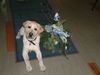 Labrador Retriever Foto: unser Mejo aus Marburg (ID 8089) Labrador Retriever Hund