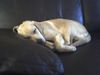 Labrador Retriever Foto: das ist unser Junge Joe (ID 45944) Labrador Retriever Hund
